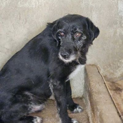 FILIPPO RASSEGNATO AL CANILE CANE IN ADOZIONE 6 anni taglia media - Foto 2