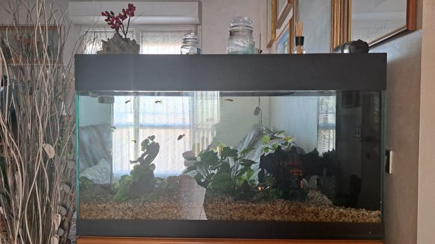 ACQUARIO - Foto 3
