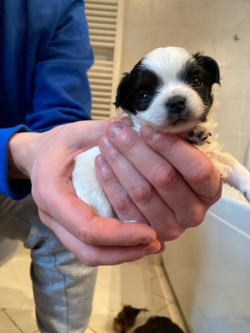 Chihuahua maschio con pedigree Enci