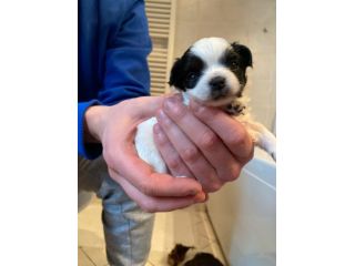 Chihuahua maschio con pedigree Enci