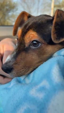 Albert, cucciolo meraviglia - Foto 4