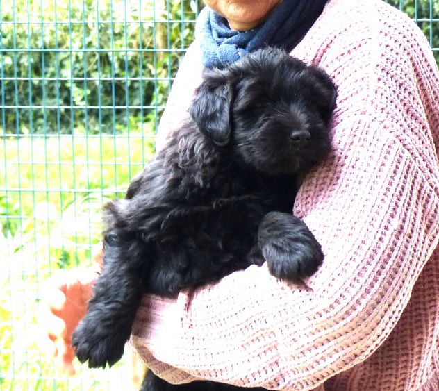 Cucciolo Bergamasco - Foto 2