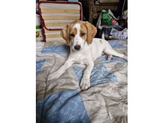 Daisy cucciola