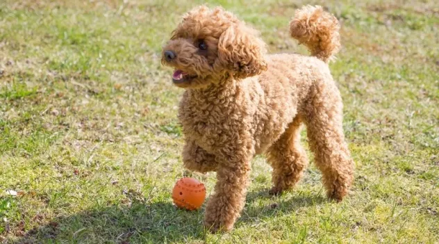 barboncini cuccioli toy