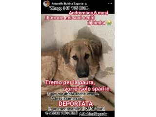 ANDROMACA CUCCIOLA IN ADOZIONE