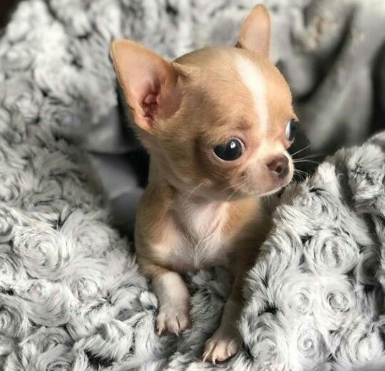 CHIHUAHUA TOY CUCCIOLI - pag rateale