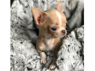 CHIHUAHUA TOY CUCCIOLI - pag rateale