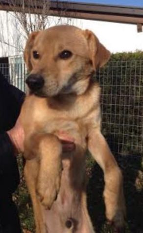 LILLO, frizzante cagnolino - Foto 6