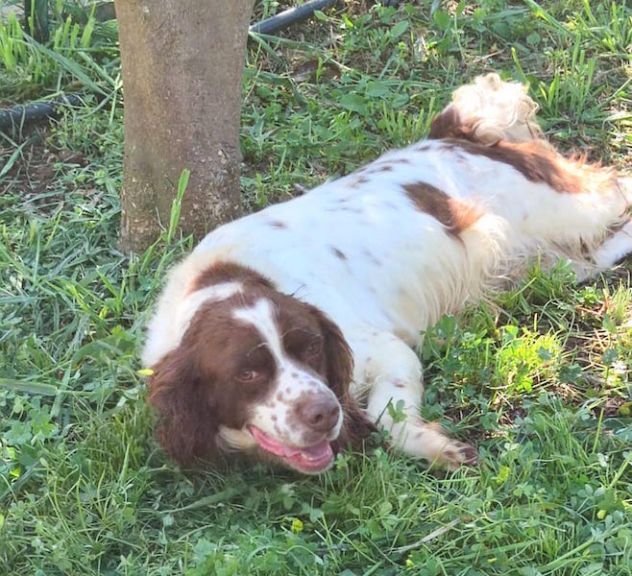 Hippy springer spaniel - Foto 5