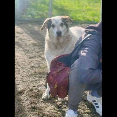 LA DOLCEZZA CHIAMATA NORMAN CANE IN ADOZIONE - Foto 3