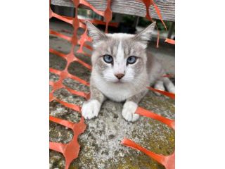 Gatto cerca nuova casa