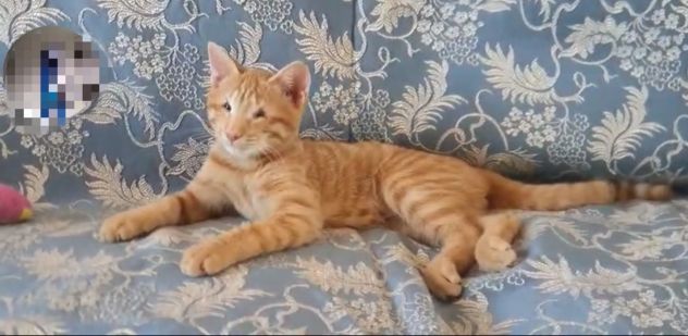 regalo gattino cucciolo