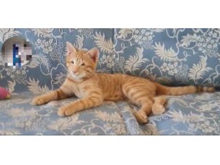 regalo gattino cucciolo