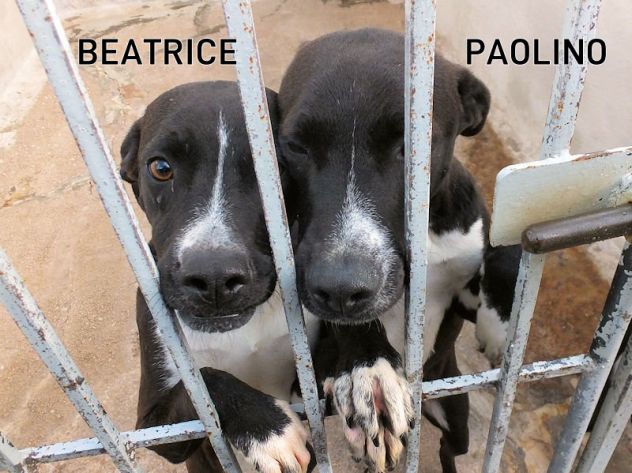 Paolino (taglia medio-piccola) - Foto 3