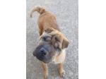 Anita simil Shar pei in adozione