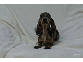 Cuccioli di Bassotto