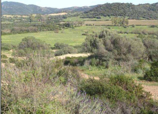 Immobile in asta di 258216 m² in vendita a Loiri Porto San Paolo - Foto 5