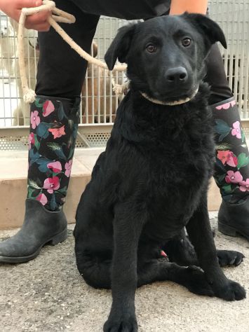5anni nero salvato cucciolo SPLENDIDO CARATTERE MAI 1RICHIESTA PUGLIA