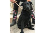 5anni nero salvato cucciolo SPLENDIDO CARATTERE MAI 1RICHIESTA PUGLIA