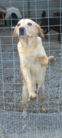 ADAMO, splendido mix labrador - Foto 4