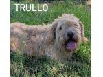 Trullo lagotto