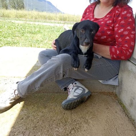 CAGNOLINO IN ADOZIONE: RAOUL, tenerissimo,mix labrador, taglia medio contenuta. - Foto 10