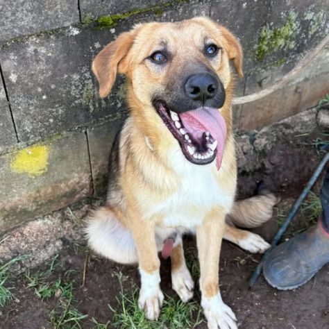 MOCKY ADORABILE CUCCIOLONE IN ADOZIONE