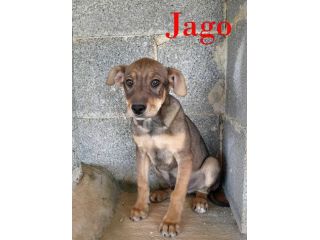 Aron e Jago cuccioli dolcissimi in adozione