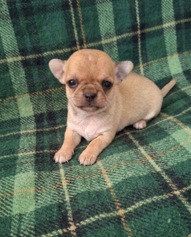 Meravigliosi chihuahua pedigree enci - Foto 2