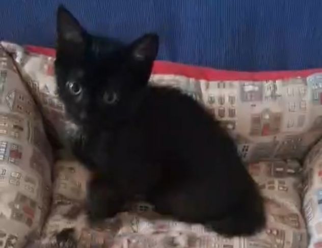 GATTI E GATTINI MERAVIGLIOSI - Foto 3