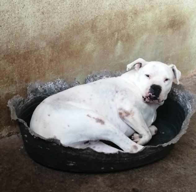 FIOCCO DOGO ARGENTINO 8 ANNI IN CANILE - Foto 2