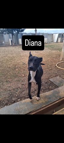 Adozione Diana simil Pitbull - Foto 2