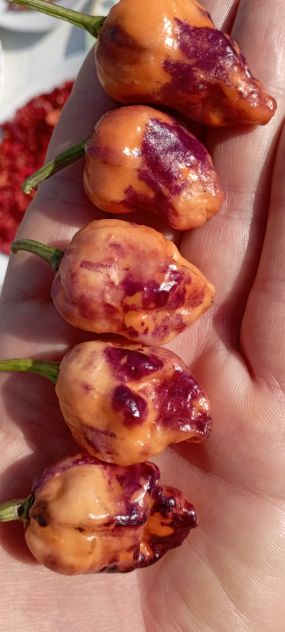 Peperoncini Carolina Reaper, ecc...Semi..... - Foto 3