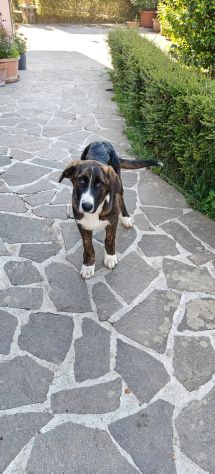 DANA E BERNA CUCCIOLE IN ADOZIONE - Foto 3