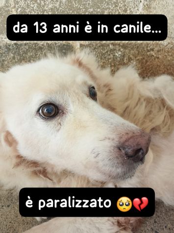 BELL 13 ANNI taglia grande - Foto 2