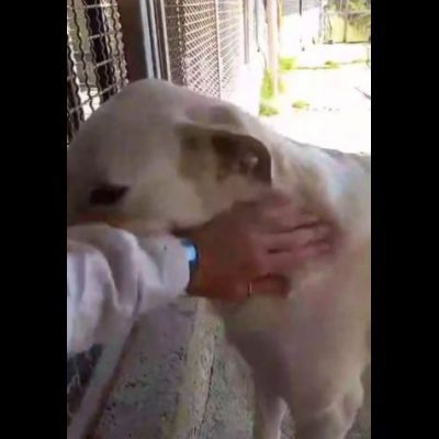 LIBECCIO bravo e pacato, aspetta una famiglia, cane in adozione - Foto 3