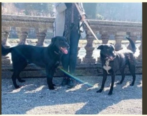 Luna e Dylan 8 e 10anni ABBANDONATI DALLE LORO FAMIGLIE!URGE STALLO!BERGAMO