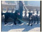 Luna e Dylan 8 e 10anni ABBANDONATI DALLE LORO FAMIGLIE!URGE STALLO!BERGAMO