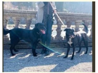 Luna e Dylan 8 e 10anni ABBANDONATI DALLE LORO FAMIGLIE!URGE STALLO!BERGAMO
