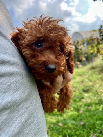 BARBONCINO NANO RED CUCCIOLI - Foto 5