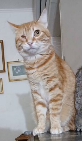 Milva gattina - Foto 4