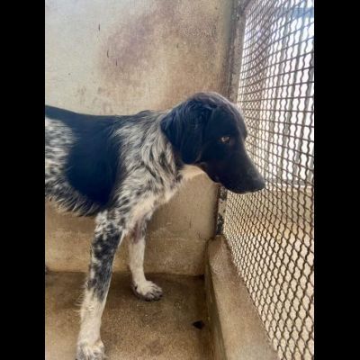 PROCOPIA, UN'OCCASIONE DI VITA, CAGNOLINA IN ADOZIONE - Foto 6
