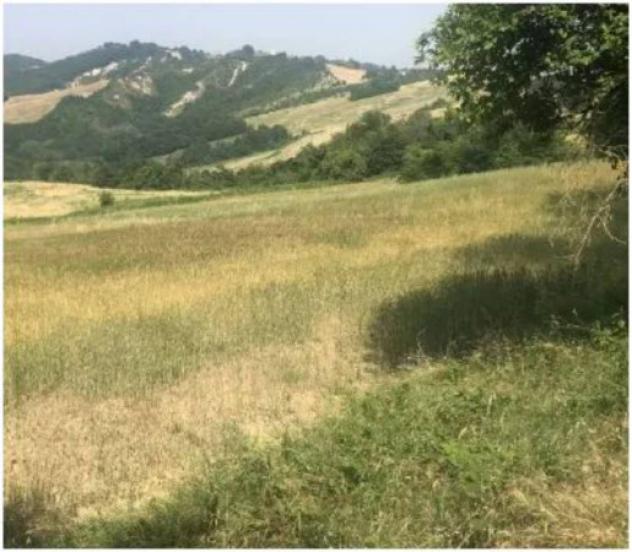 Immobile in asta di 40910 m² in vendita a Noceto - Foto 2