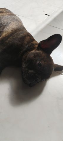 Bulldog francese - Foto 6