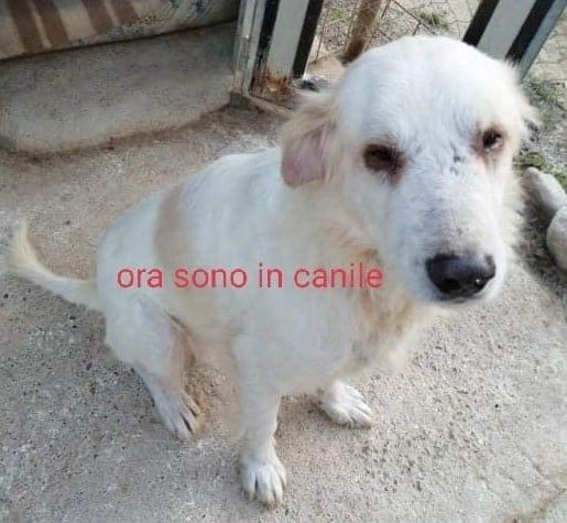 TEX 8anni dolcissimo e buono! tg media - SUD
