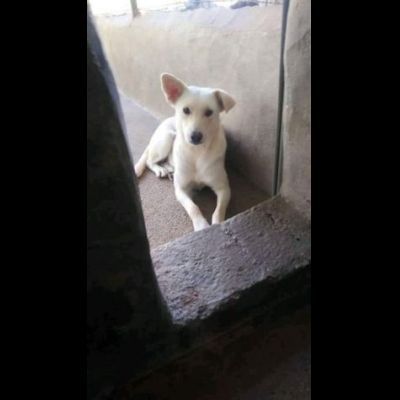 UN'OPPORTUNITA' ANCHE PER BLANGE, CAGNOLINA IN ADOZIONE - Foto 5