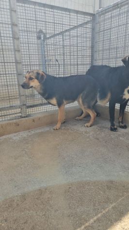 Andrea: timido e dolce, affettuoso e socievole - Foto 4
