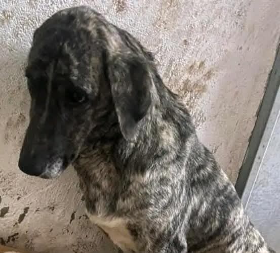 Bellissima Tea cagnolina in adozione