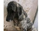 Bellissima Tea cagnolina in adozione