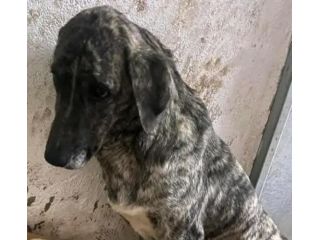Bellissima Tea cagnolina in adozione